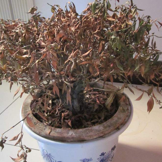 里有这5种物品一定要尽早处理掉！麻将胡了俗话说：“财不入脏屋”家(图6)
